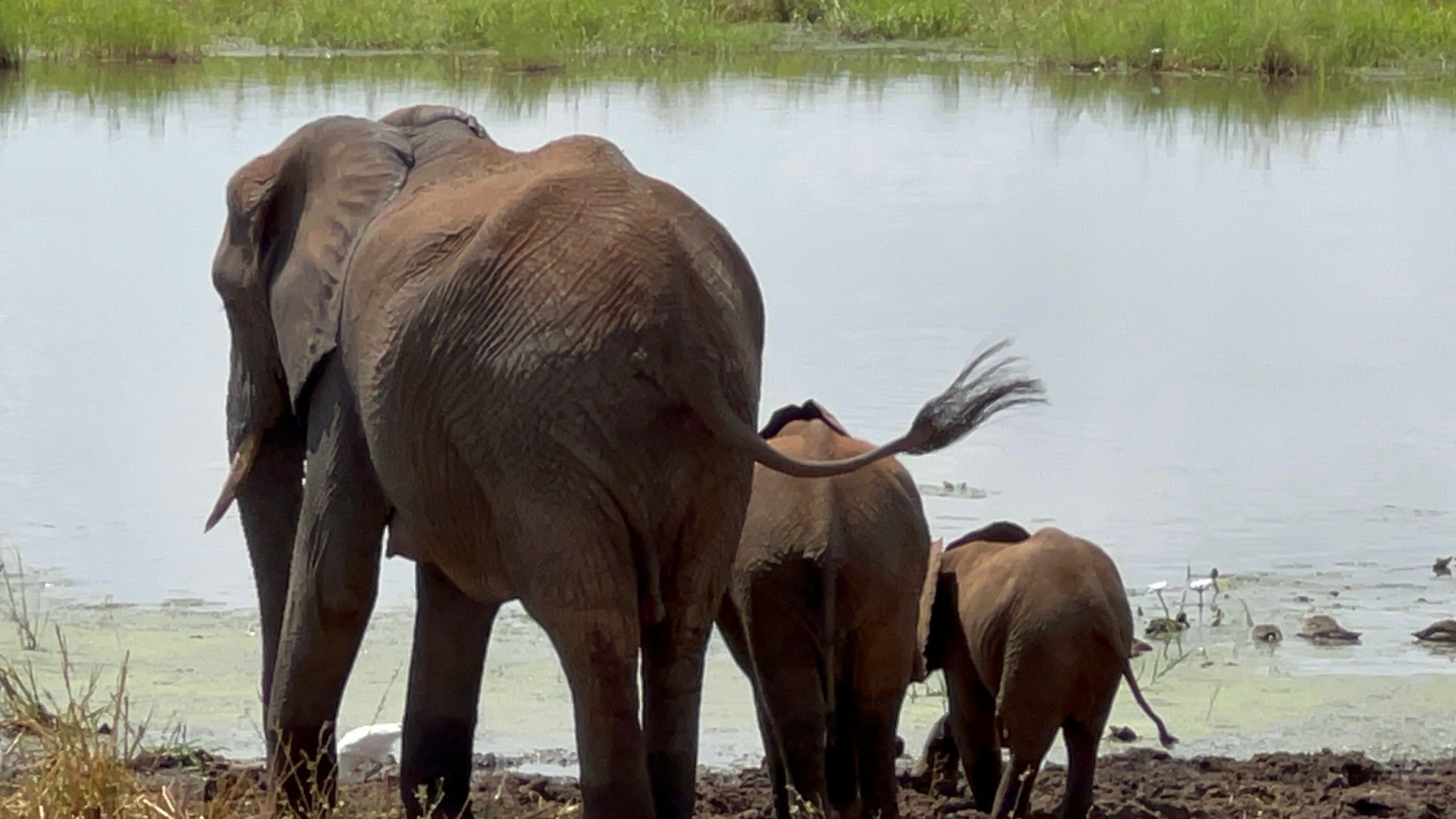 Elephant Family Life